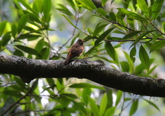 Muscicapa ferruginea