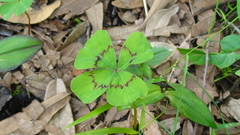 Oxalis tetraphylla