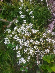 Cerastium morrisonense