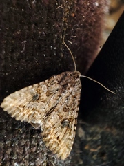 Anarta trifolii