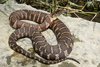 Common Watersnake - Photo (c) geomamba, some rights reserved (CC BY-NC)
