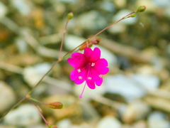 Boerhavia gracillima