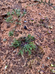 Brachyscome lineariloba