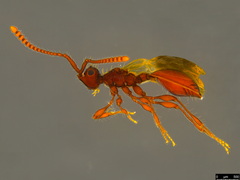 Acanthobetyla