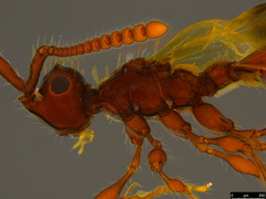 Acanthobetyla