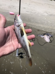 Menticirrhus americanus