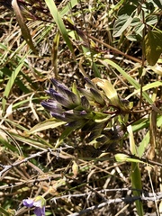 Gentiana tianschanica