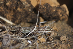 Phyllodactylus leei