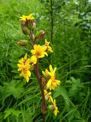 Ligularia sibirica