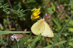 Colias occidentalis