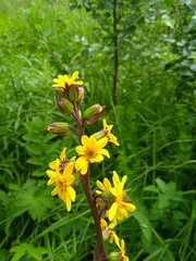 Ligularia sibirica
