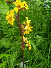 Ligularia sibirica