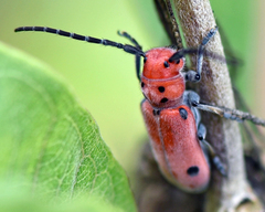 Tetraopes quinquemaculatus