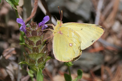 Colias occidentalis
