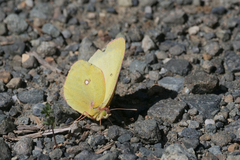 Colias occidentalis