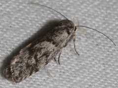 Lichenaula onychotypa