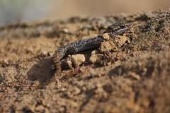Phyllodactylus leei