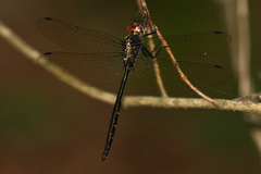 Somatochlora linearis