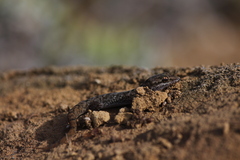 Phyllodactylus leei