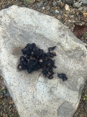 Nyctereutes viverrinus