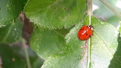 Harmonia axyridis