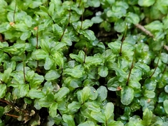 Plagiomnium carolinianum