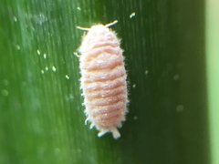 Balanococcus gahniicola