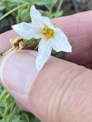 Solanum jamesii