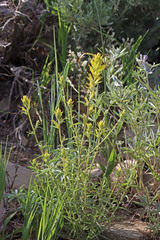Castilleja flava flava