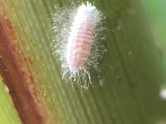 Balanococcus gahniicola