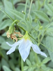 Solanum jamesii