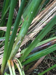 Balanococcus gahniicola