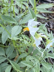Solanum jamesii