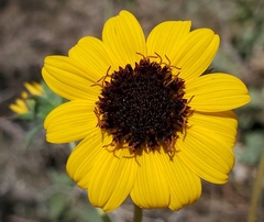 Helianthus exilis