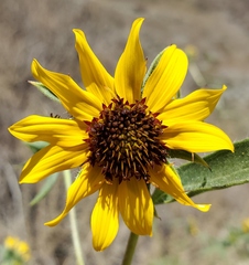 Helianthus exilis