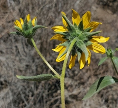 Helianthus exilis