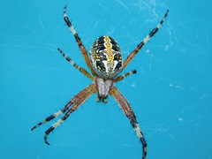 Neoscona oaxacensis