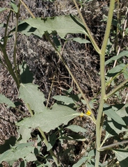 Helianthus exilis