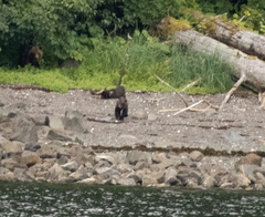 Ursus arctos sitkensis