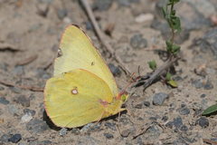 Colias occidentalis