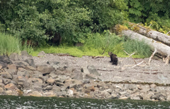 Ursus arctos sitkensis