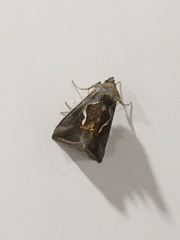 Macdunnoughia confusa