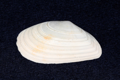 Megangulus bodegensis