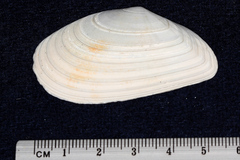 Megangulus bodegensis