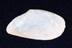 Megangulus bodegensis