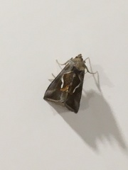 Macdunnoughia confusa