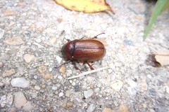 Coleoptera