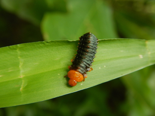Larger Elm Leaf Beetle