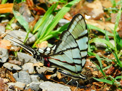 Protographium epidaus fenochionis