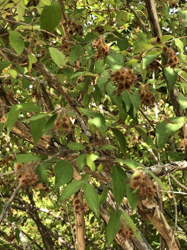 Kolkwitzia amabilis